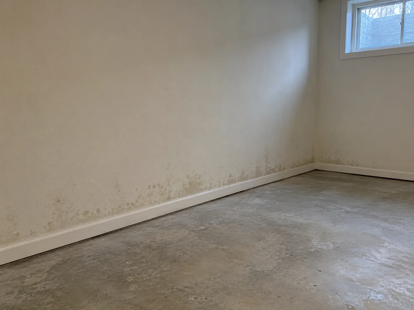 Light patchy grey-green surface mold along the base of a painted basement wall in an Indianapolis home